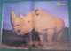 NATIONAL GEOGRAPHIC JUNIOR N° 6 - JAN 2015 - ( MET FOTO NEUSHOORN RHINOCEROS PINGUIN ZWAAN CYGNE) - Sport