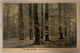 #361 - Champlon-Ardennes, Printemps En Forêt De Freyr 1952 - Tenneville