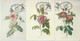 Belgique Carte Maximum Fleurs 1990 Roses 2370-75 - 1981-1990