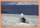 CARTE POSTALE TAAF - POUSSIN De GRAND ALBATROS KERGUELEN - PHOTO FATRAS - TAAF : Franz. Süd- Und Antarktisgebiete
