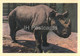 Rhinoceros - Moscow Zoo - 1963 - Russia USSR - Unused - Rhinoceros