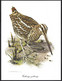 Coll.Delhaize,Oiseaux.3 Gravures Illustrateur: C.Brems? Avocette-Bécassine Des Marais-Busard Des Roseaux - Animaux