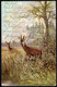 C5860 - M. Müller Jun. München Künstlerkarte - Rotwild Hirsch Jagd - K.&B.D. - Mueller, August - Munich