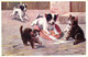 Katzen Spielen Mit Zwei Hunden, Sign. Künstlerkarte, 1917 - Katzen