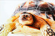 ►Tortue Turtle - Tartarughe