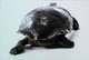 ►Tortue Turtle - Schildkröten