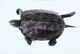 ►Tortue Turtle - Tortues