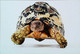 ►Tortue Turtle - Schildpadden