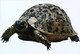 ►Tortue Turtle - Schildpadden