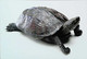 ►Tortue Turtle - Schildpadden