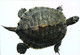 ►Tortue Turtle - Schildkröten