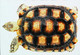 ►Tortue Turtle - Tortues