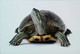 ►Tortue Turtle - Tortugas