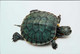 ►Tortue Turtle - Schildpadden