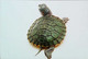 ►Tortue Turtle - Schildpadden
