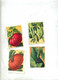 Lot 8 Images Fruit Legume - Learning Cards