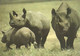 RHINOCEROS * BABY RHINO * ANIMAL * KAK 0010 821 * Hungary - Rhinoceros