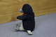 Coca-cola Company Pinguin-penguin - Soft Toys