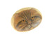 Red Persian Cat Hand Painted On A Smooth Beach Stone Paperweight - Animals