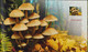 POLAND 2012 Booklet / Edible And Poisonous Mushrooms In Polish Forests / Full Sheet MNH** - Markenheftchen