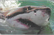 CARTE²-PUCE-TCHEQUIE-TELECOM-Gem-REQUIN-04/01-50000Ex-TBE-RARE - Dauphins