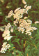 Yarrow - Achillea Millefolium - Medicinal Plants - 1981 - Russia USSR - Unused - Plantes Médicinales