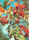 Rowan - Sorbus Aucuparia - Medicinal Plants - 1981 - Russia USSR - Unused - Geneeskrachtige Planten