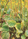Broadleaf Plantain - Plantago Major - Medicinal Plants - 1981 - Russia USSR - Unused - Geneeskrachtige Planten