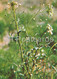 Shepherd's Purse - Capsella Bursa-pastoris - Medicinal Plants - 1981 - Russia USSR - Unused - Medicinal Plants