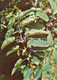 Great Burnet - Sanguisorba Officinalis - Medicinal Plants - 1981 - Russia USSR - Unused - Geneeskrachtige Planten