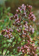 Oregano - Origanum Vulgare - Medicinal Plants - 1981 - Russia USSR - Unused - Medicinal Plants