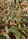 Common Bistort - Bistorta Officinalis - Medicinal Plants - 1981 - Russia USSR - Unused - Geneeskrachtige Planten