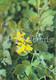 Greater Celandine - Chelidonium Majus - Medicinal Plants - 1983 - Russia USSR - Unused - Medicinal Plants