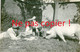 Delcampe - 7 PHOTOS ALLEMANDES - SOLDATS CHIEN ET COCHON A VOYENNE PRES DE CRECY SUR SERRE - MARLE AISNE - GUERRE 1914 1918 - 1914-18