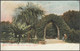 Dracæna In Bloom, Old Abbey Ruins, Tresco, C.1905 - Peacock Postcard - Scilly Isles