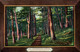 Adirondack Grove, Adirondack Mountains - New York NY - Publ. By N.W.P. & P. Co. N° 35 - Adirondack