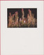 PLANTES MEDICINALES EPILOBES 11 X 14 CENTIMETRES  CURANDERA 1991 PHOTO FABIAN DA COSTA - Geneeskrachtige Planten