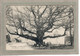 CPA - (28) La LOUPE - Thème: ARBRE - Aspect Du Gros Chêne En 1906 - La Loupe