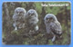 Sweden Bird Uccello Oiseaux Vogel Birds Pajaro Telia Telefonkort Owl Eulen Gufo - Owls