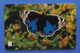 Oman Butterfly Papillon Mariposa Schmetterling Farfalla Insect Butterflies Blue Pansy - Farfalle