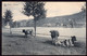 Belgique - Carte Postale - 1909 - Vaches - Bovins De Boucherie - Circulé - A1RR2 - Kühe