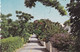 BERMUDEA  Country Lane Avec Timbre - Bermuda