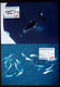 Greenland    1996  Whales Minr. 287-92 Maximum Cards  ( Lot 426 ) - Maximumkaarten