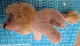 Leone Peluche - Cuddly Toys