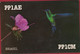 QSL Card Amateur Radio Station Funkkarte Kolibri Colibri Hummingbird Beija Flor Brasil Brazil Brasil 1983 - Amateurfunk