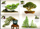 Taiwan 1990 Bonsai Miniature Trees Set On Maximum Cards - Tarjetas – Máxima