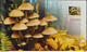 POLAND 2012 Booklet / Edible And Poisonous Mushrooms In Polish Forests / Full Sheet MNH** + 2 X FDC FV - Postzegelboekjes