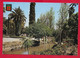 CARTOLINA VG MAROCCO - FES - Jardin De Boujeloud - 10 X 15 - 19?? - Fez (Fès)