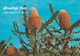 Cervantes - Banksia - Other & Unclassified