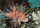 The Great Barrier Reef - Winged Firefish ( Pterois Volitans ) 1976 - Great Barrier Reef